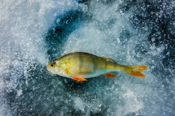 Pesca Inverno Partir Gelo — Fotografia de Stock