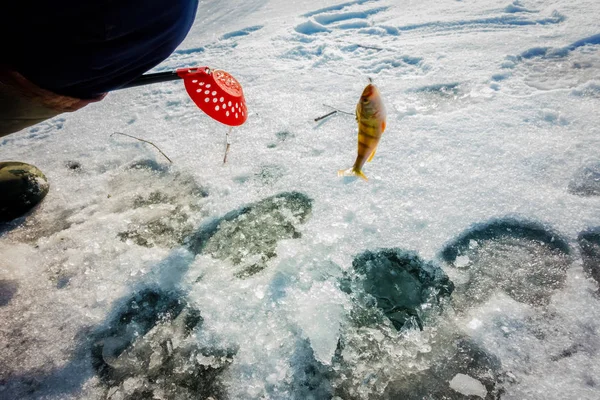 Pesca Invierno Desde Hielo —  Fotos de Stock