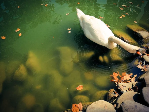 Cisne branco em um lago — Fotografia de Stock