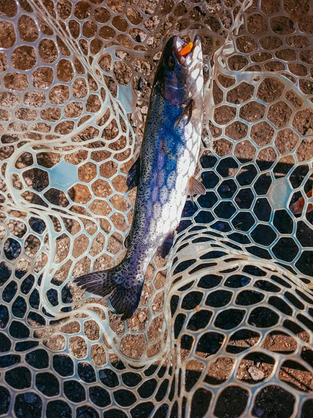 A pescar. Pescador e truta . — Fotografia de Stock