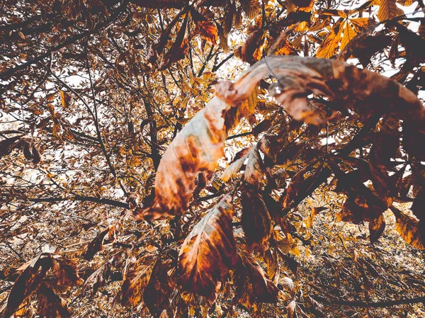 Folhas amareladas de castanha — Fotografia de Stock