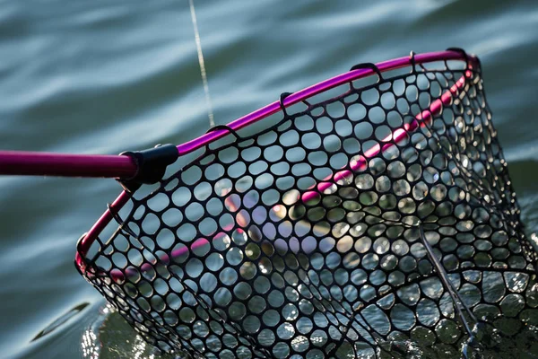 Trout fishing on the lake — Stock Photo, Image