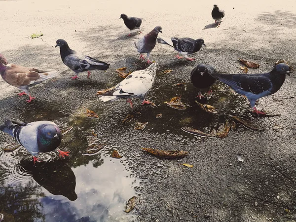 Tauben im Park — Stockfoto
