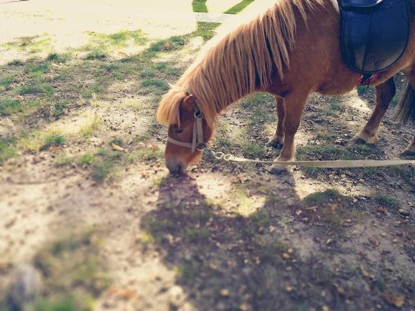 Pony na trávníku v létě — Stock fotografie