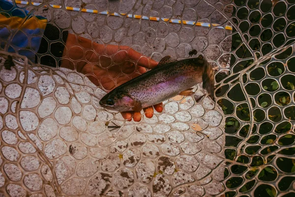 Ikan trout di danau — Stok Foto
