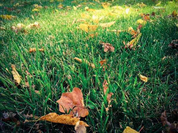 Folhas secas na grama verde — Fotografia de Stock