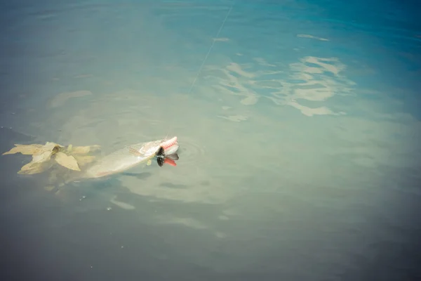 Pesca da truta no lago — Fotografia de Stock