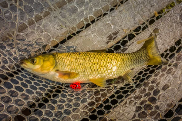 Buen Pasatiempo Pesca Captura — Foto de Stock