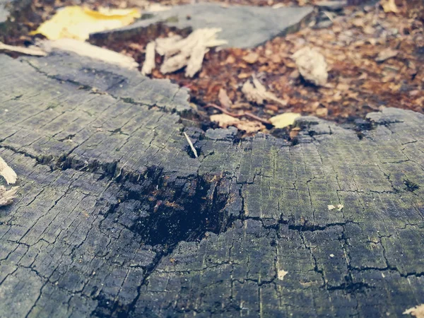 Verfallener Baumstumpf von oben — Stockfoto