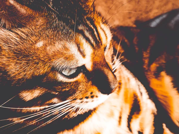 밝은 녹색 눈을 가진 큰 벵골 고양이 — 스톡 사진
