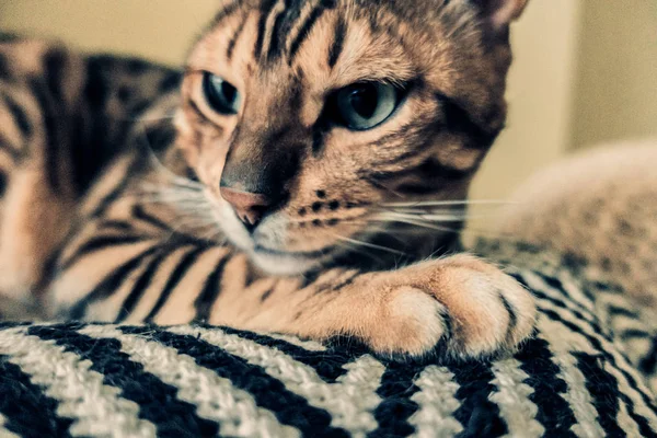 Gato Bonito Bengala — Fotografia de Stock