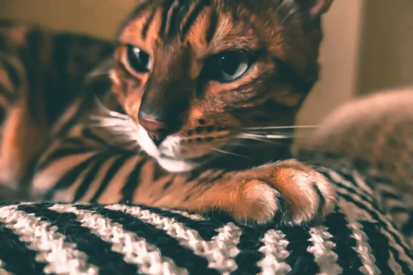 Schattige Kat Van Bengalen — Stockfoto