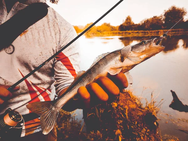 Pescatore Catturato Pesce Che Tiene Mano — Foto Stock