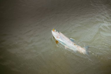 Gölde alabalık avı
