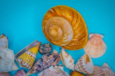 Arka plan mavi bir arka plan üzerinde deniz kabukları