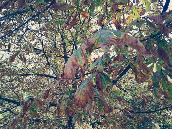 Yellowing leaves of chestnut — Stock Photo, Image