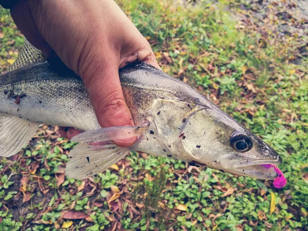 Chytil ryby v rukou rybníka — Stock fotografie