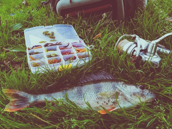 Concepto de pesca: pescado, caña de pescar, cebo —  Fotos de Stock