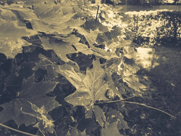 Green Maple Leaves Background — Stock Photo, Image