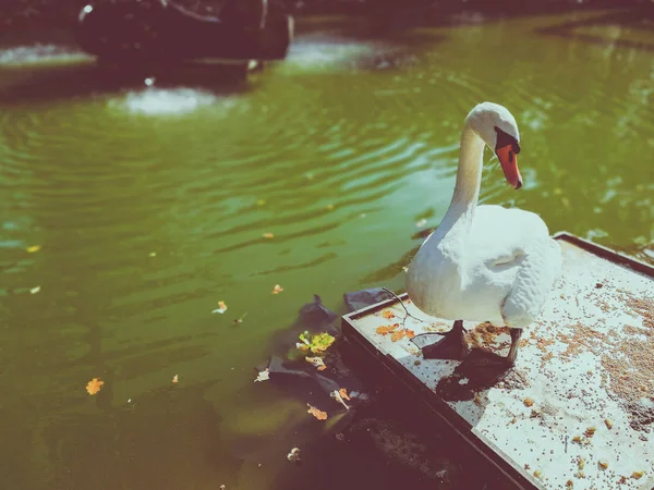 Cigno bianco su uno stagno — Foto Stock