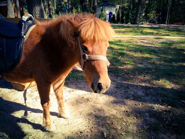 Pony op het gazon in de zomer — Stockfoto