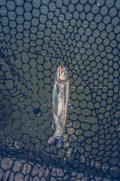 Pesca en el fondo del lago — Foto de Stock