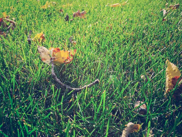 Сухе листя на зеленій траві — стокове фото