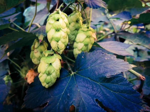 Plant Hops Close — Stock Photo, Image