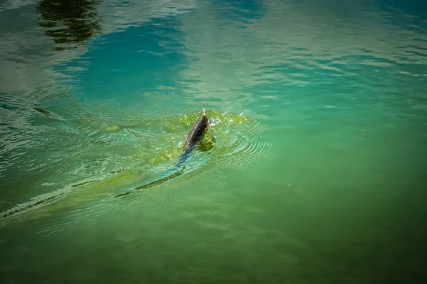 Forel vissen op het meer — Stockfoto