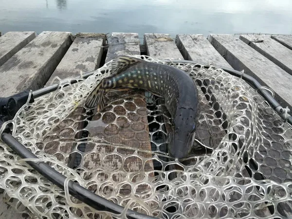 Pike Fishing Lake — Stock Photo, Image