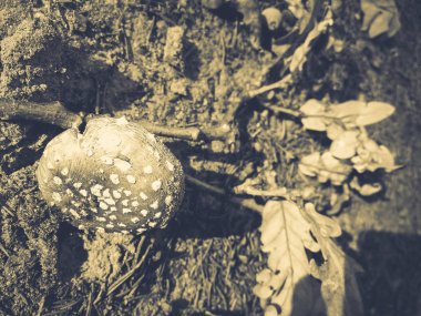 yenilebilir sinek agarik