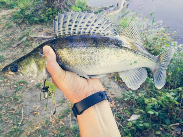 Il pescatore tiene in mano un pesce — Foto Stock