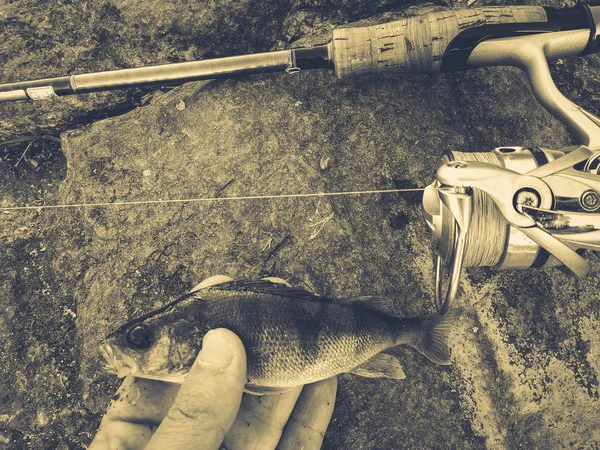 Fiskaren fångade en liten fisk som bete — Stockfoto