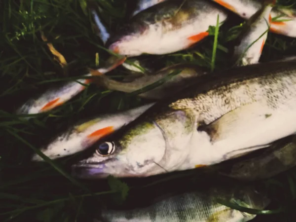 Peixe Capturado Grama — Fotografia de Stock