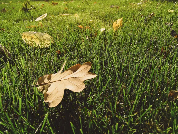 Hojas secas sobre hierba verde — Foto de Stock