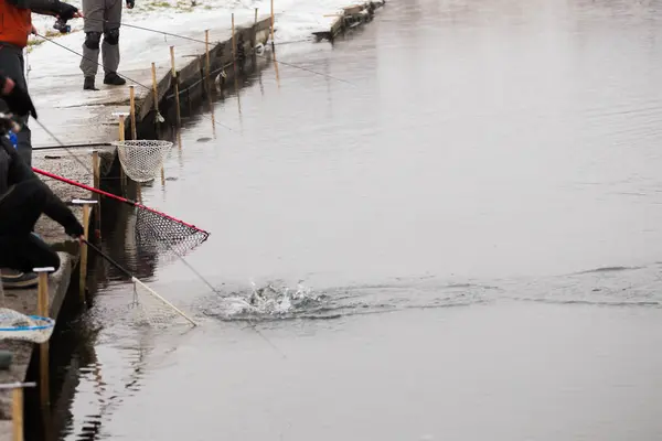 Ørretsfiske Elva – stockfoto