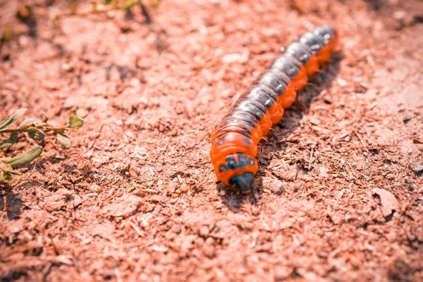Small Red Caterpillar Close — Stock Photo, Image