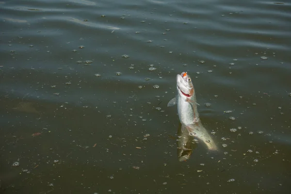 Pesca de lucio en el lago — Foto de Stock