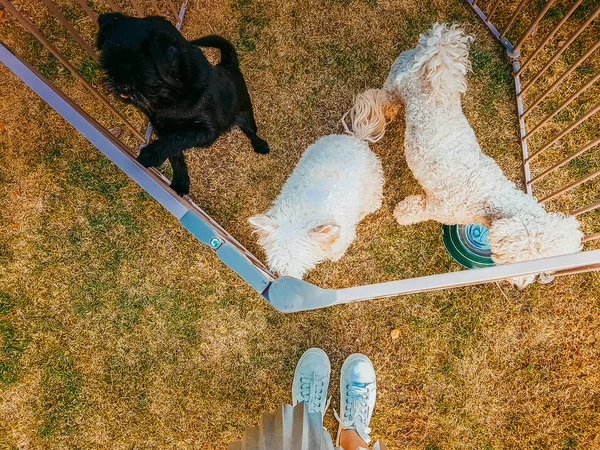 Três cães em uma jaula — Fotografia de Stock