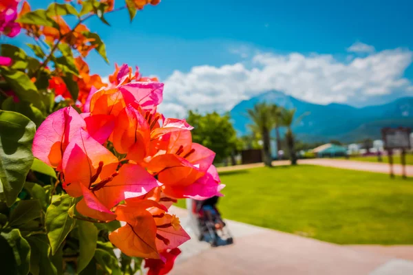 Bella località balneare. Verde e fiori — Foto Stock