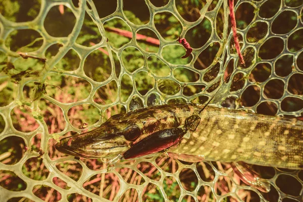 Boa Pesca Pegar Passatempo — Fotografia de Stock