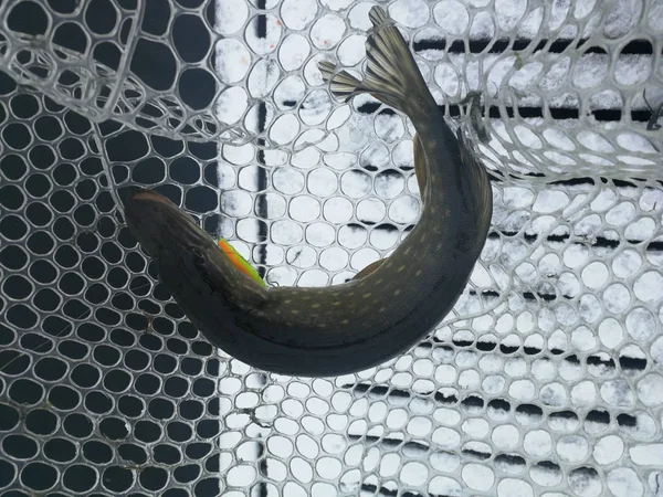 Pesca de lucio en el lago. Recreo de pesca —  Fotos de Stock