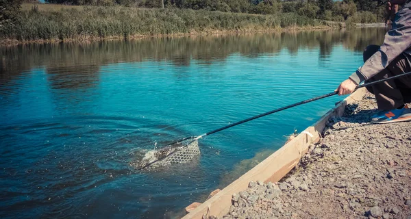 Pescatore cattura trota iridea dal lago — Foto Stock