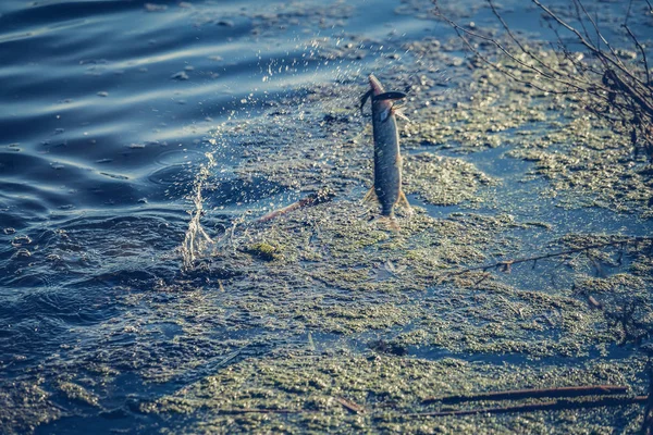 派克在湖上钓鱼。钓鱼娱乐 — 图库照片