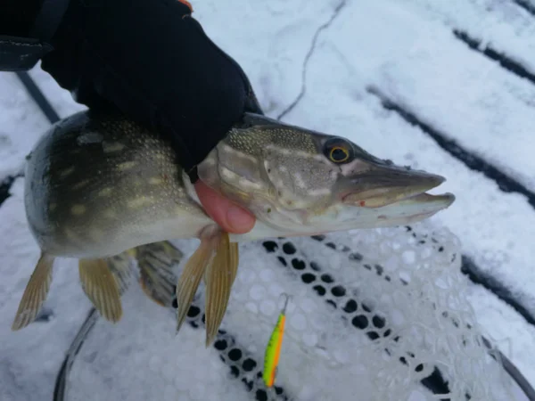 Pike fishing on the lake. Fishing recreation — Stock Photo, Image