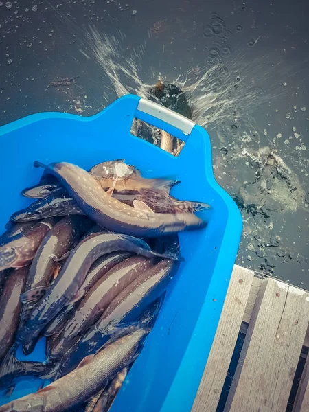 Bakgrunden på en fiske-tema — Stockfoto