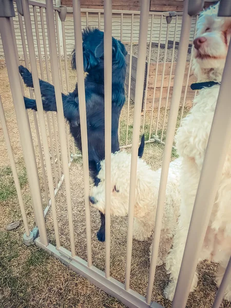 Tre cani in gabbia — Foto Stock