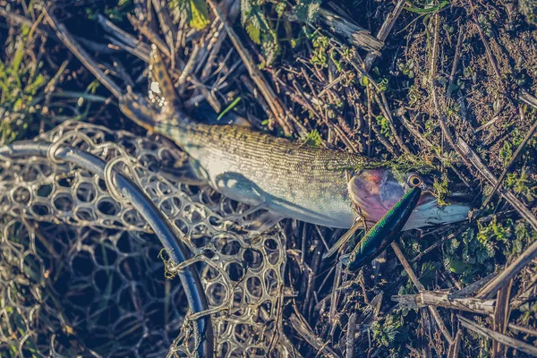 Pike horgászik a tavon. Halászati szabadidő — Stock Fotó