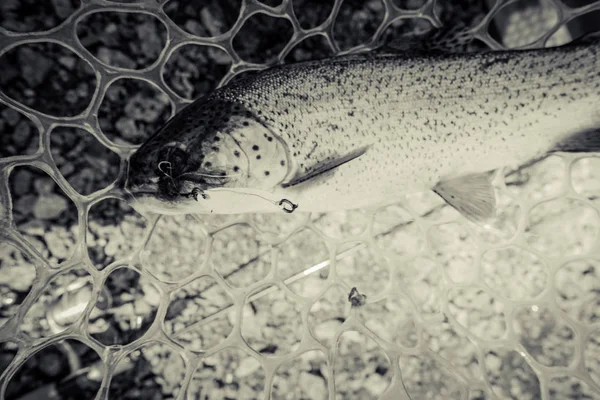 Område Fiske Öring Närbild — Stockfoto