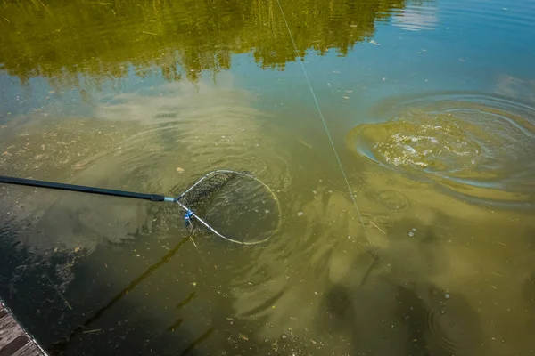 Hobby Forel Vissen Achtergrond — Stockfoto